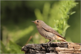 <p>REHEK DOMÁCÍ (Phoenicurus ochruros) /Black redstart - Hausrotschwanz/</p>